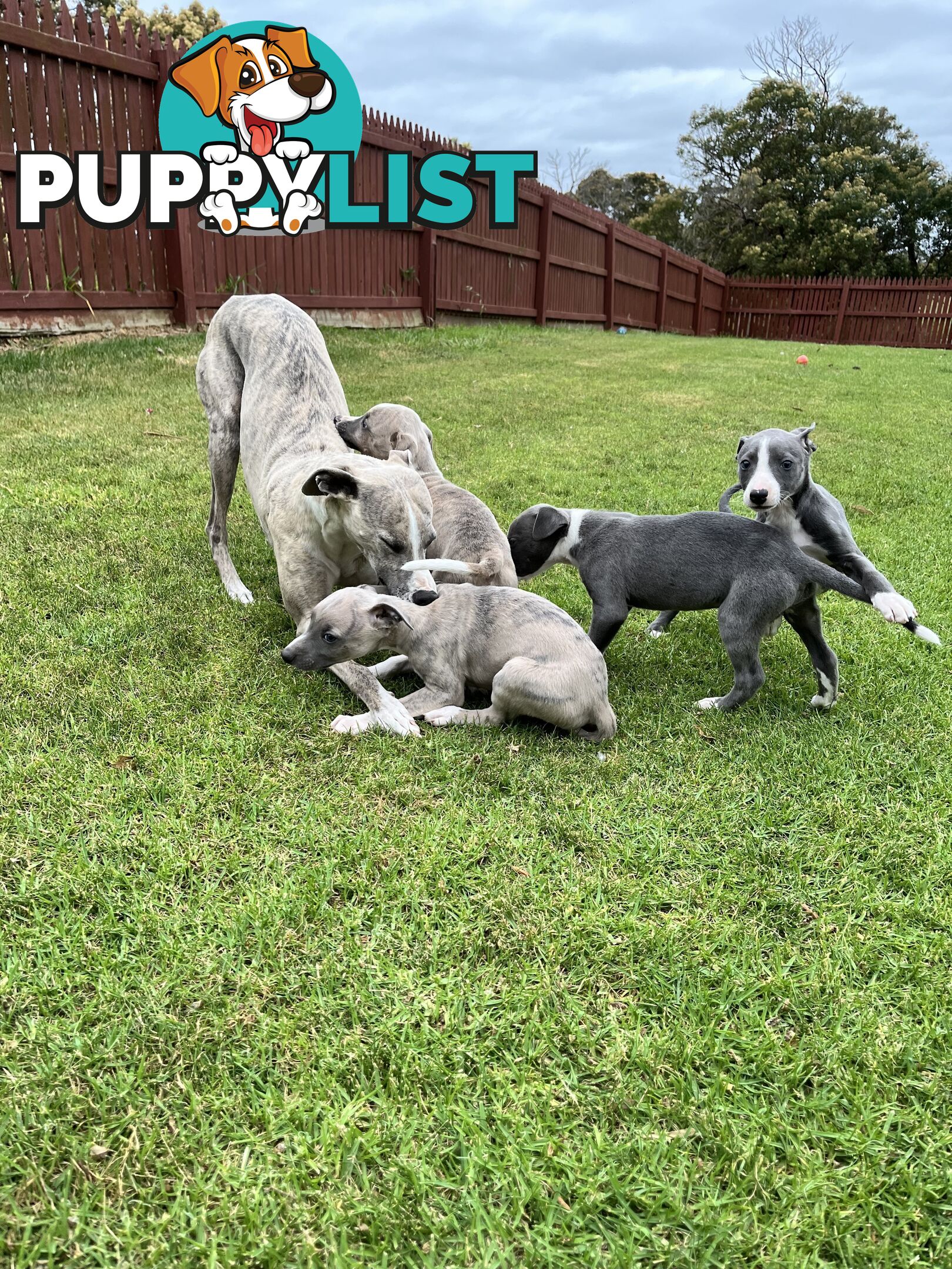 Whippet pups