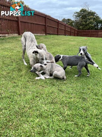 Whippet pups