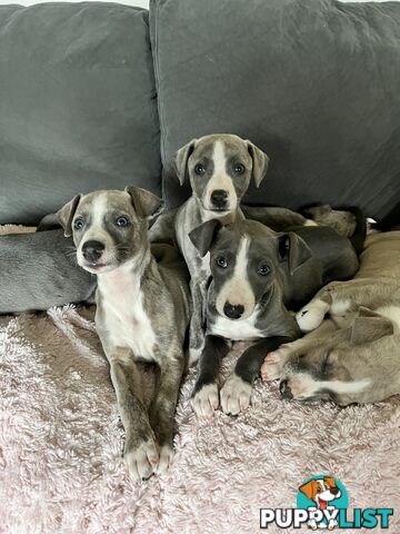 Whippet pups