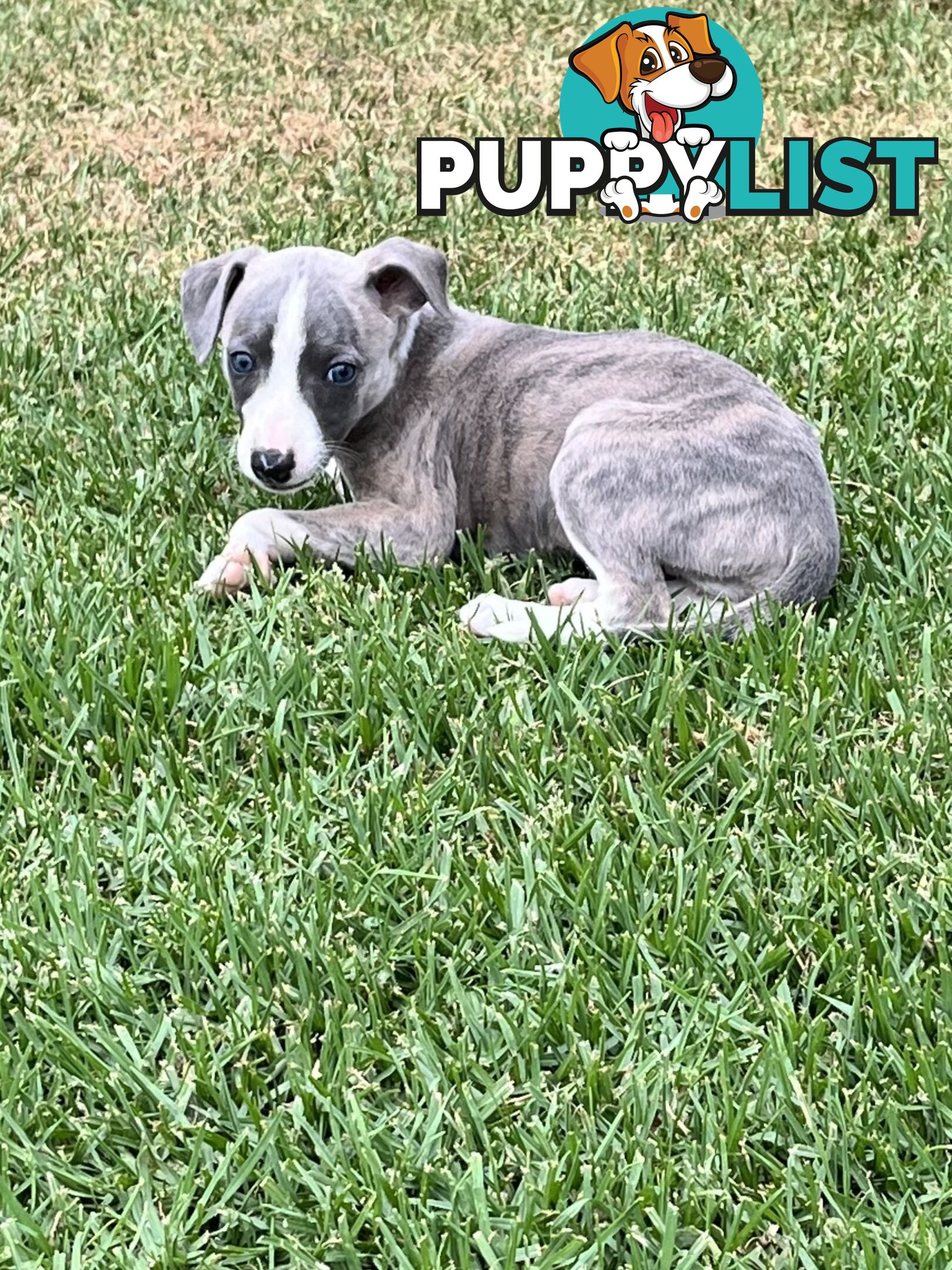 Whippet pups