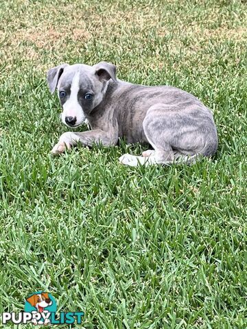 Whippet pups