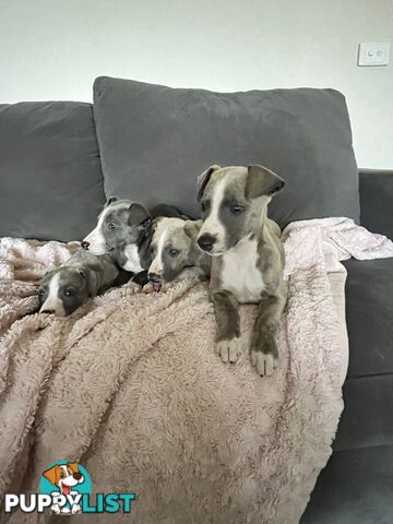 Whippet pups