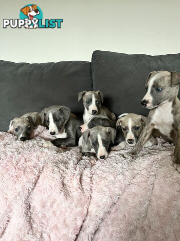 Whippet pups