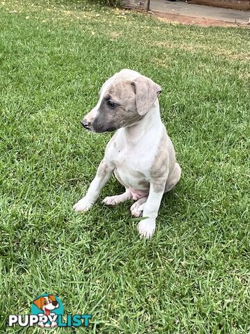 Whippet pups