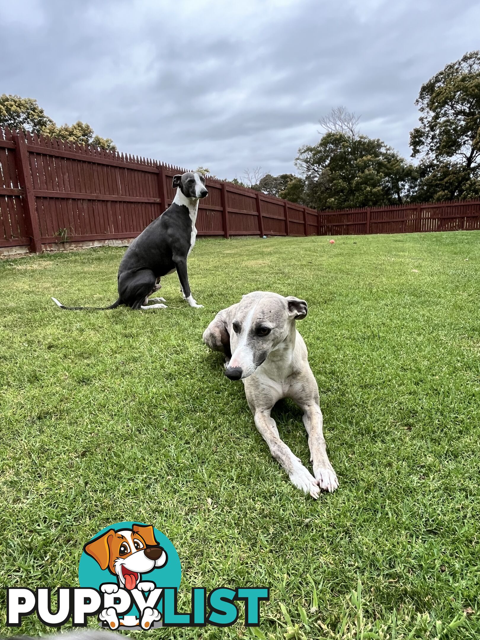 Whippet pups