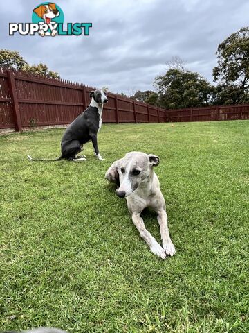 Whippet pups