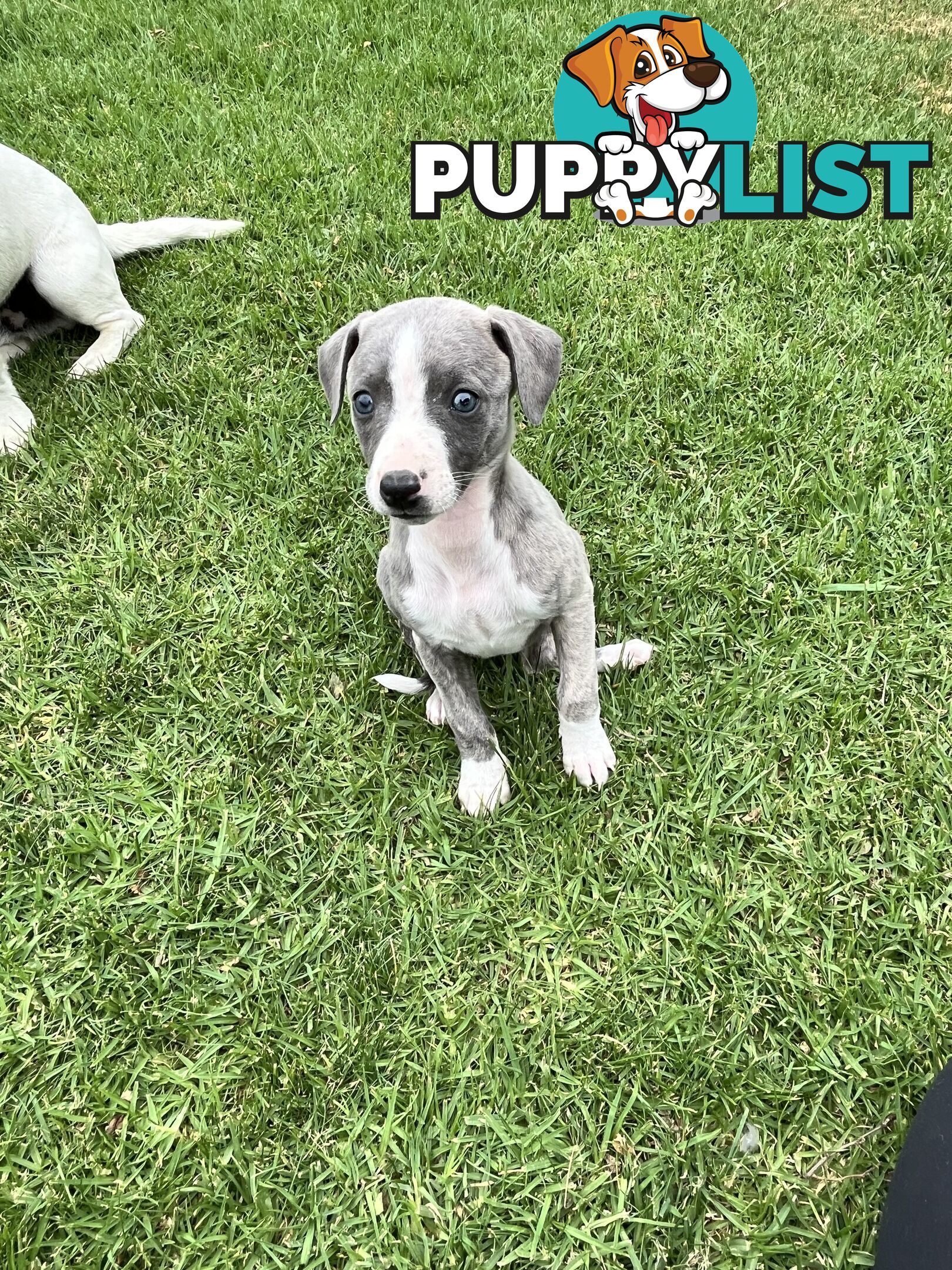 Whippet pups