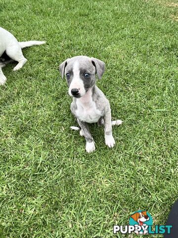 Whippet pups