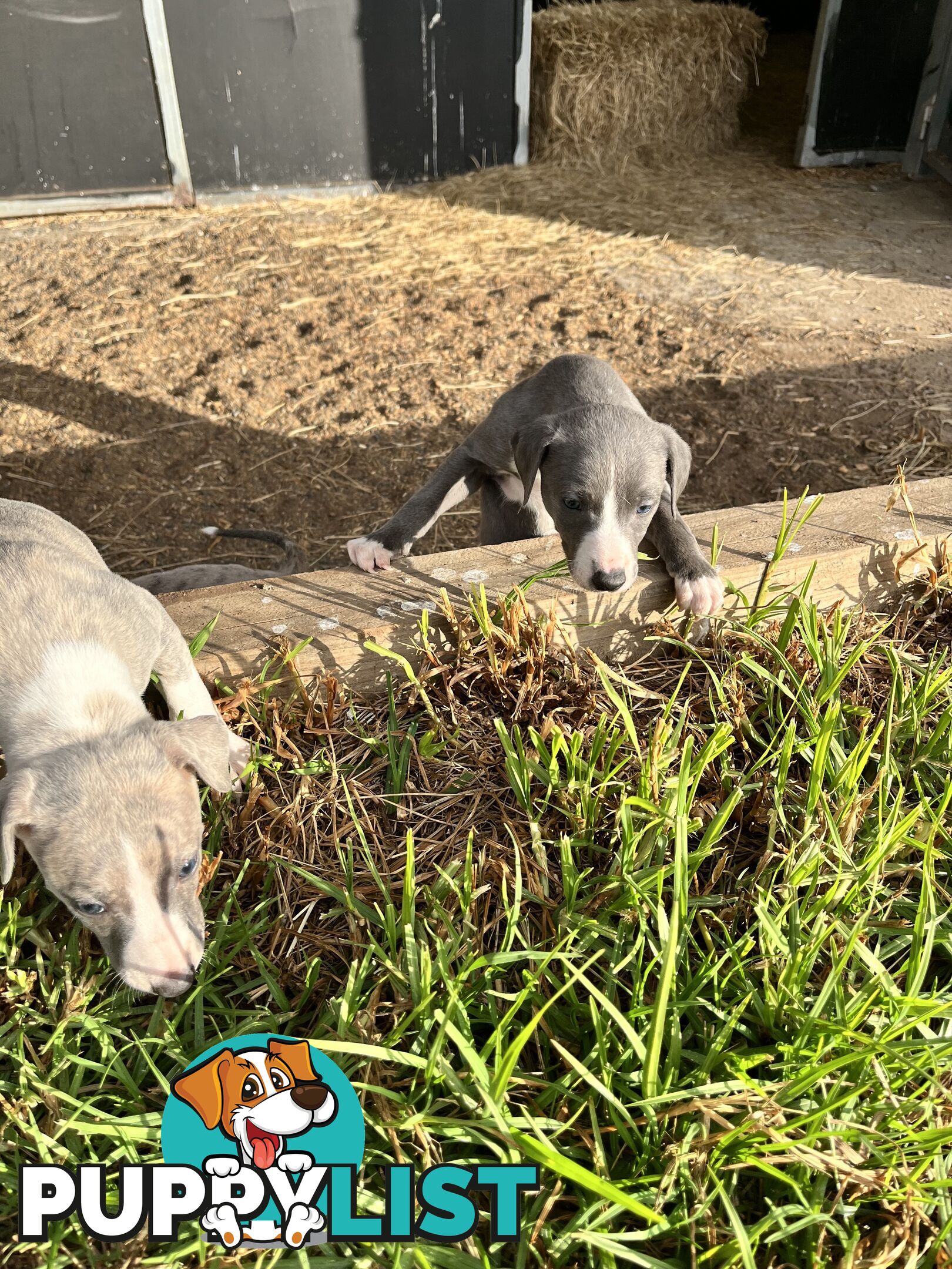 Whippet pups