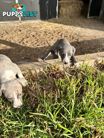 Whippet pups
