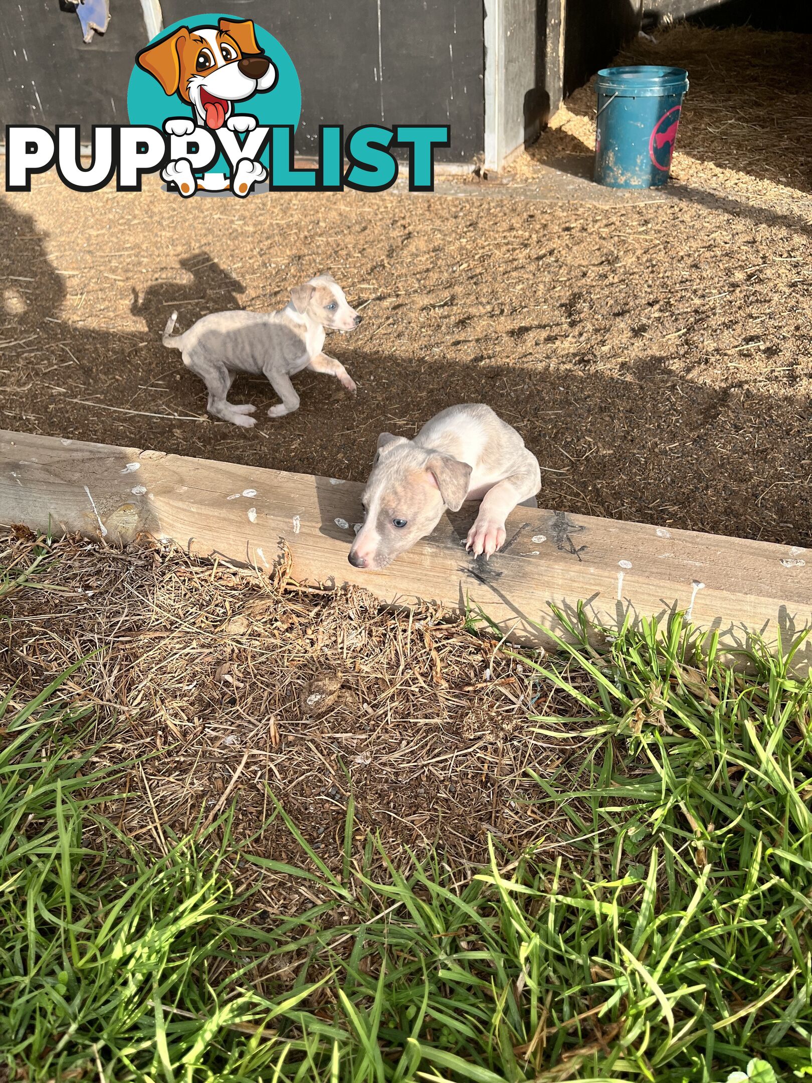 Whippet pups
