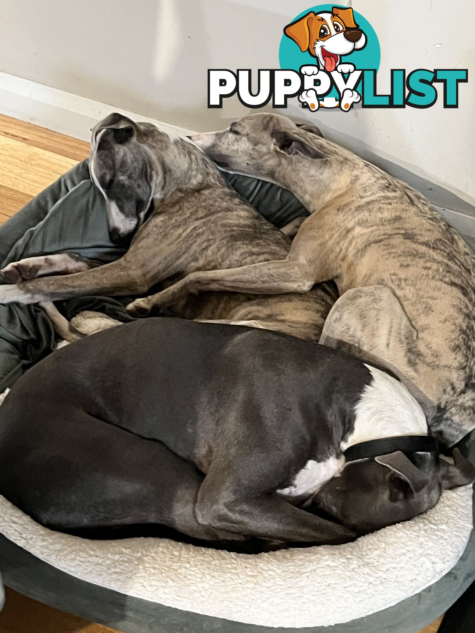 Whippet pups