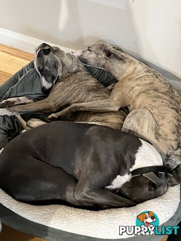 Whippet pups