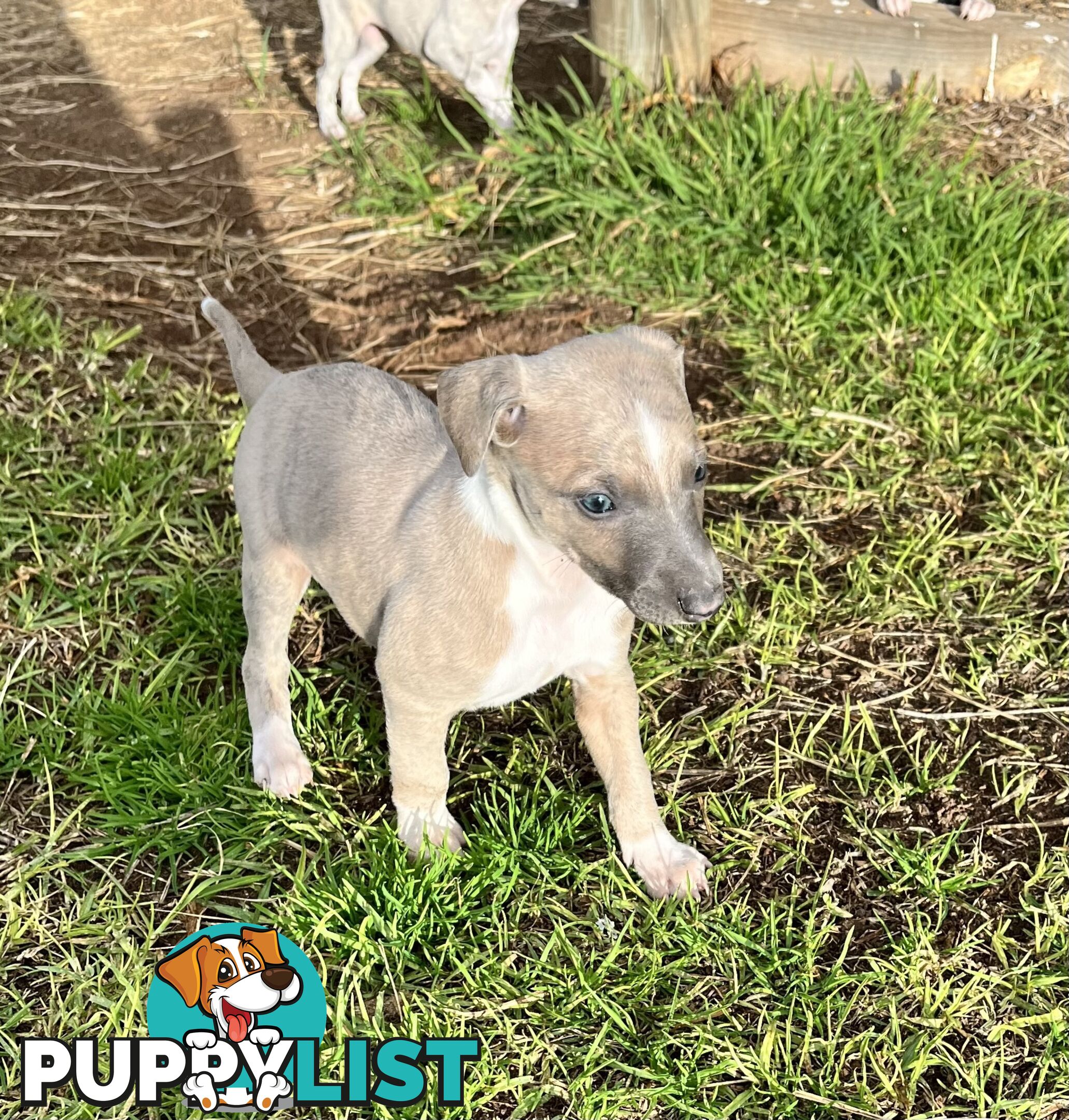 Whippet pups