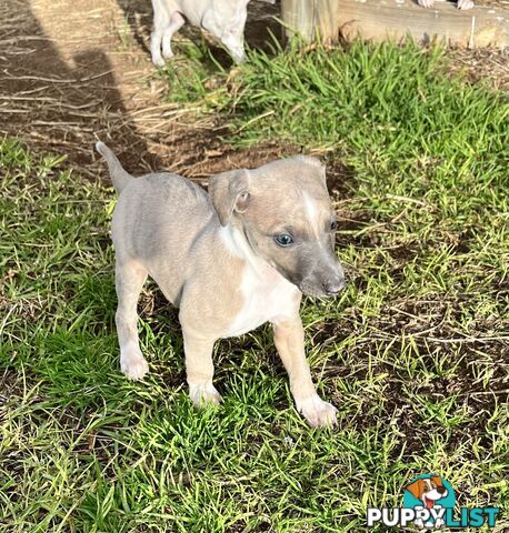 Whippet pups