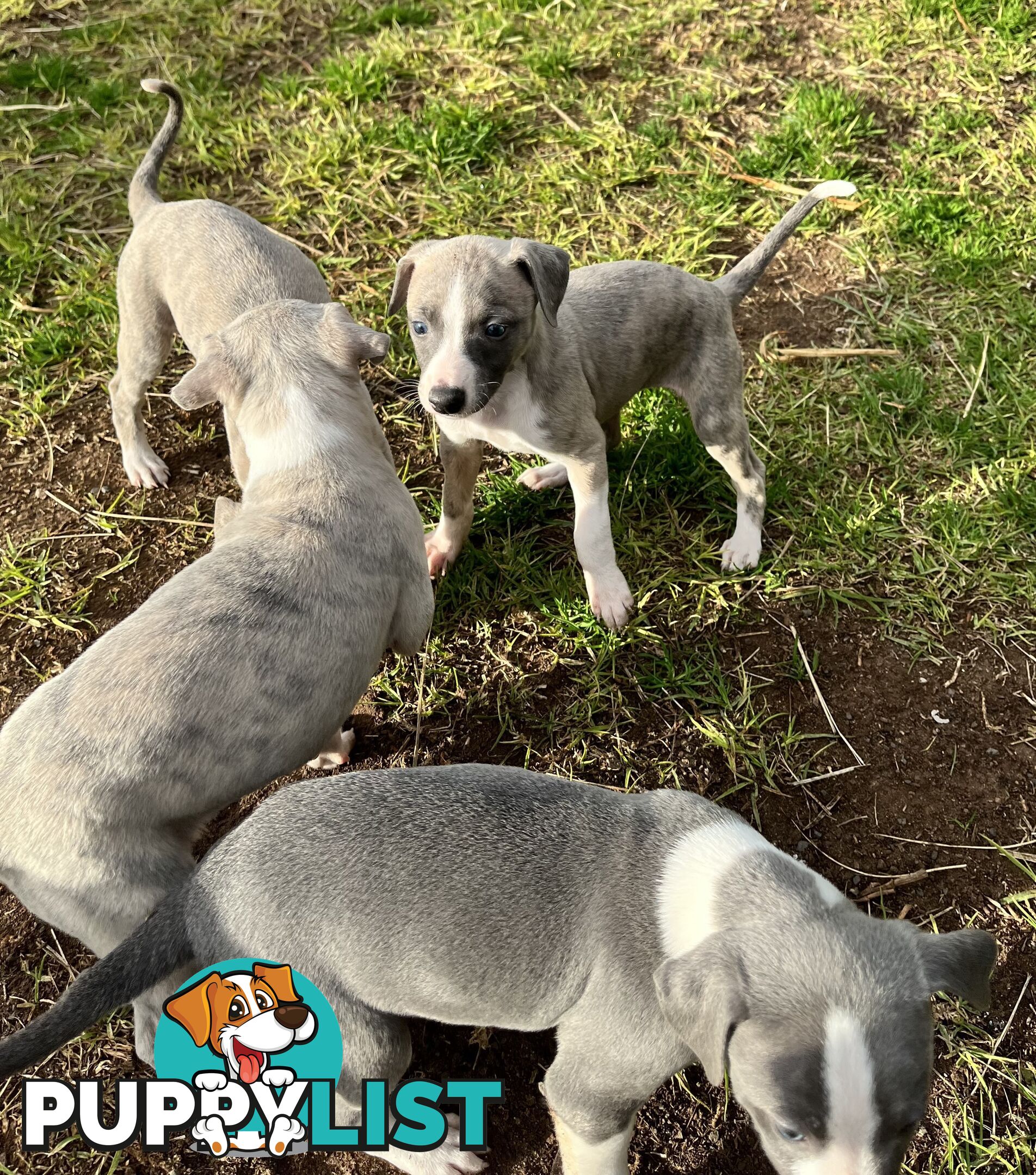 Whippet pups