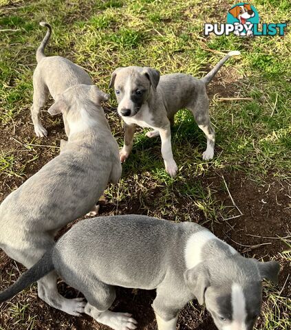 Whippet pups