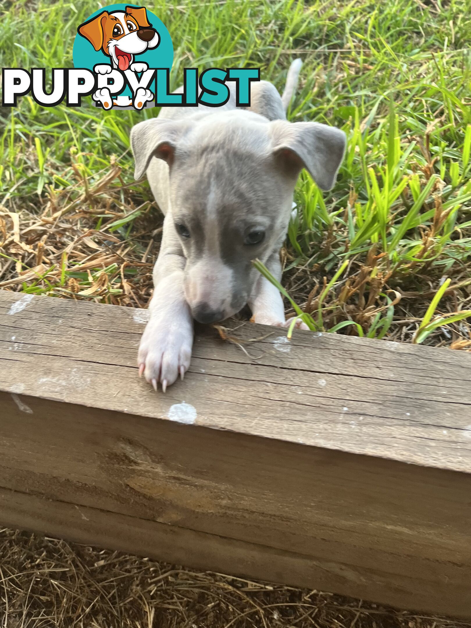 Whippet pups