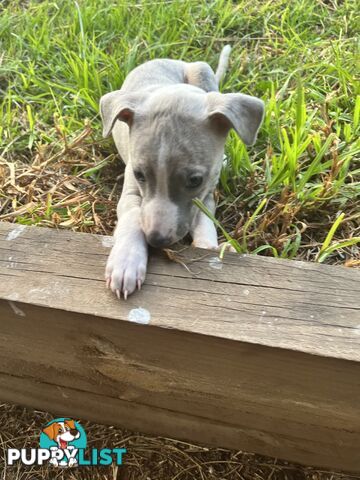 Whippet pups