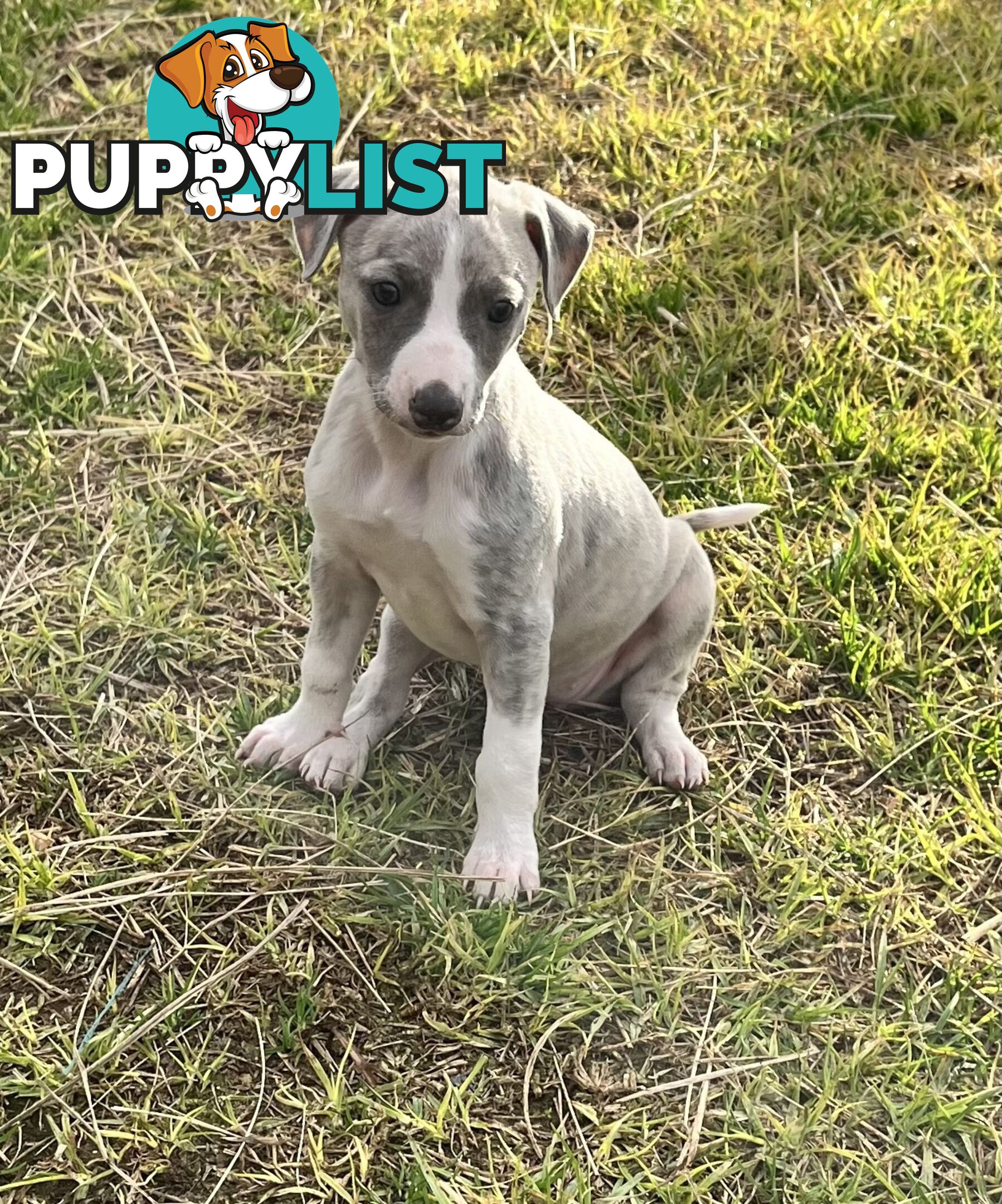 Whippet pups
