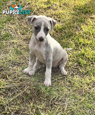 Whippet pups
