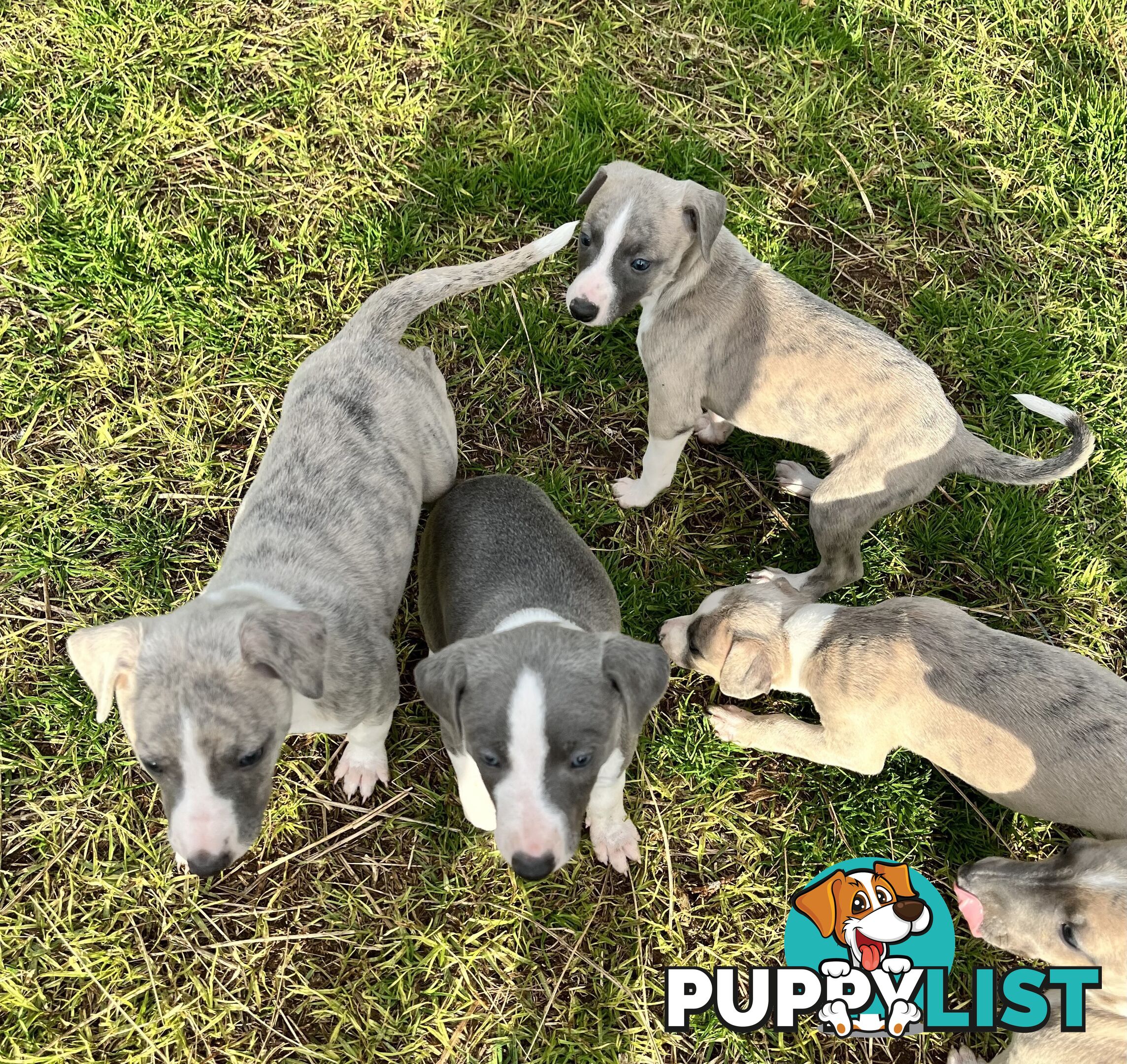Whippet pups