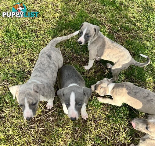 Whippet pups