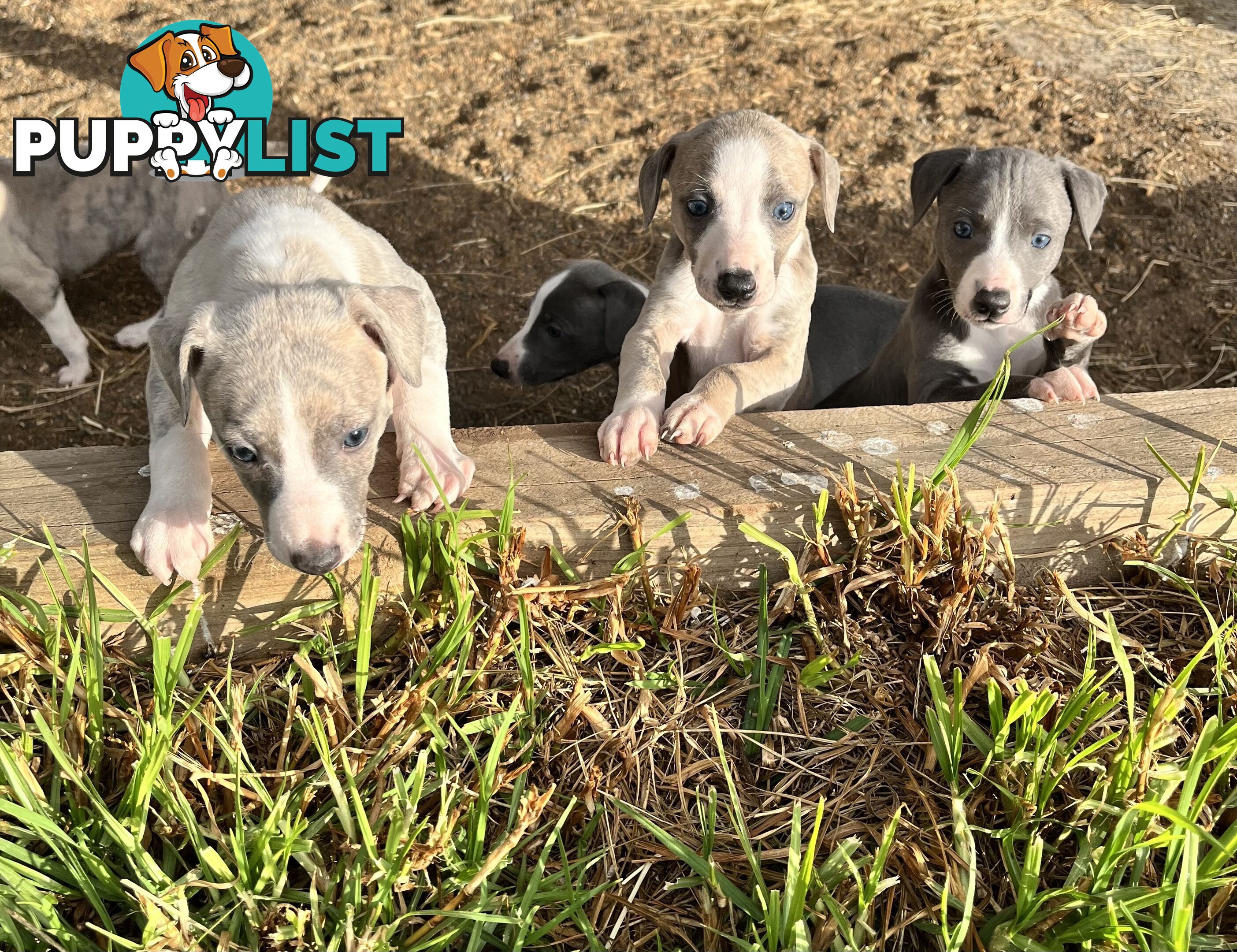 Whippet pups