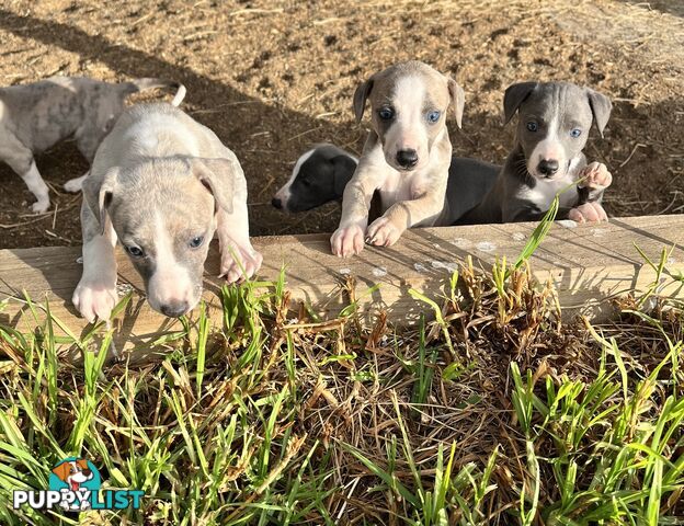Whippet pups