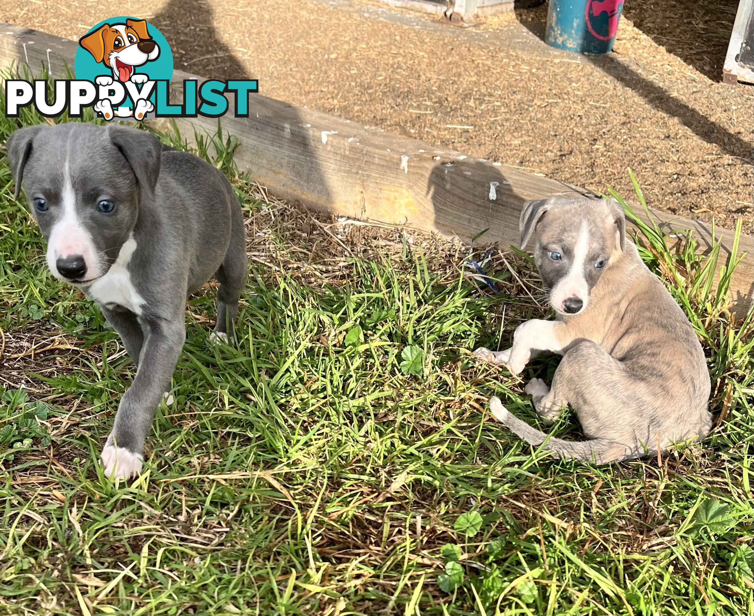 Whippet pups