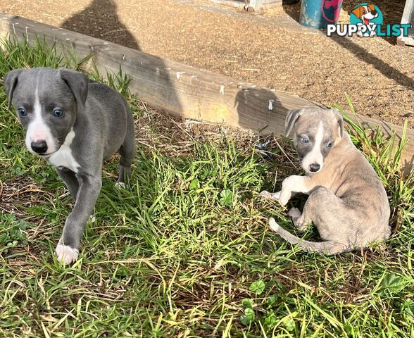 Whippet pups