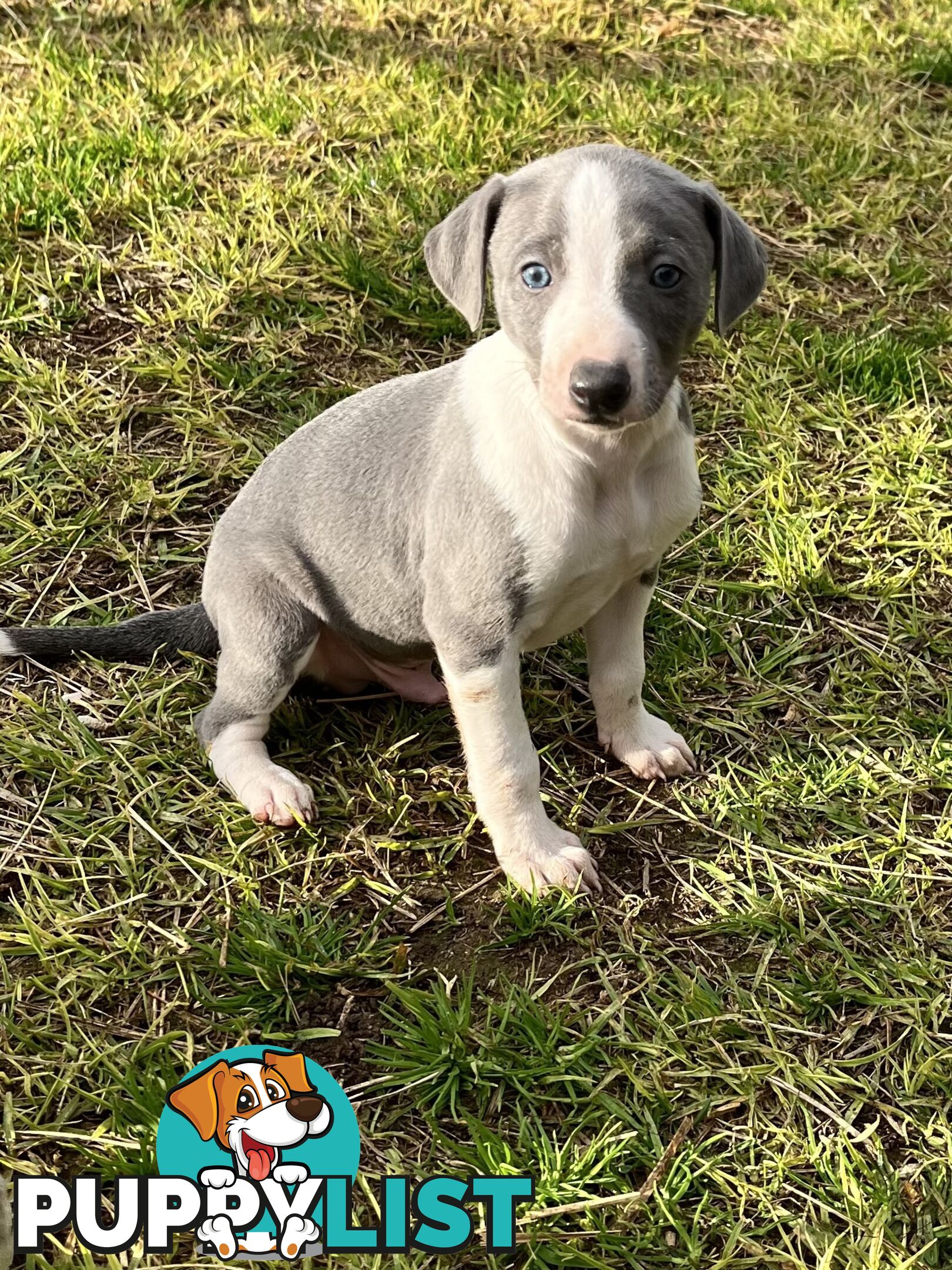 Whippet pups