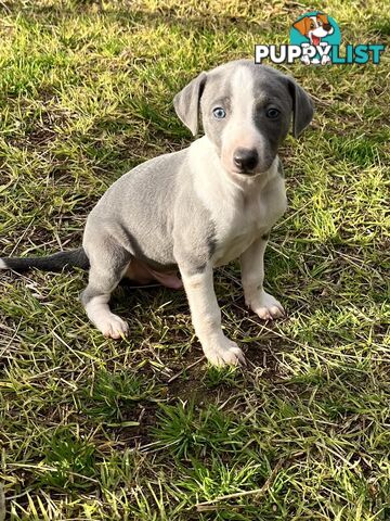 Whippet pups