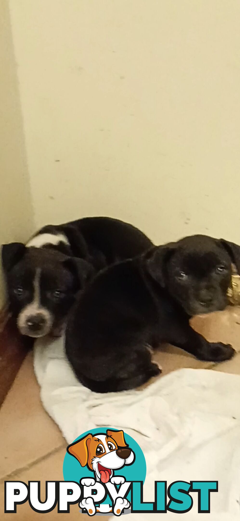 Two male English staffy puppies