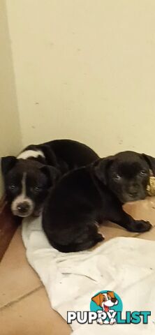 Two male English staffy puppies