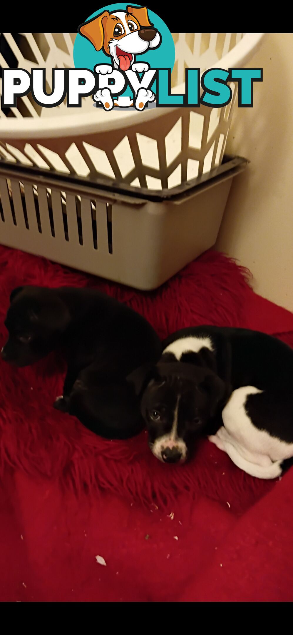 Two male English staffy puppies