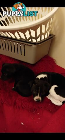 Two male English staffy puppies