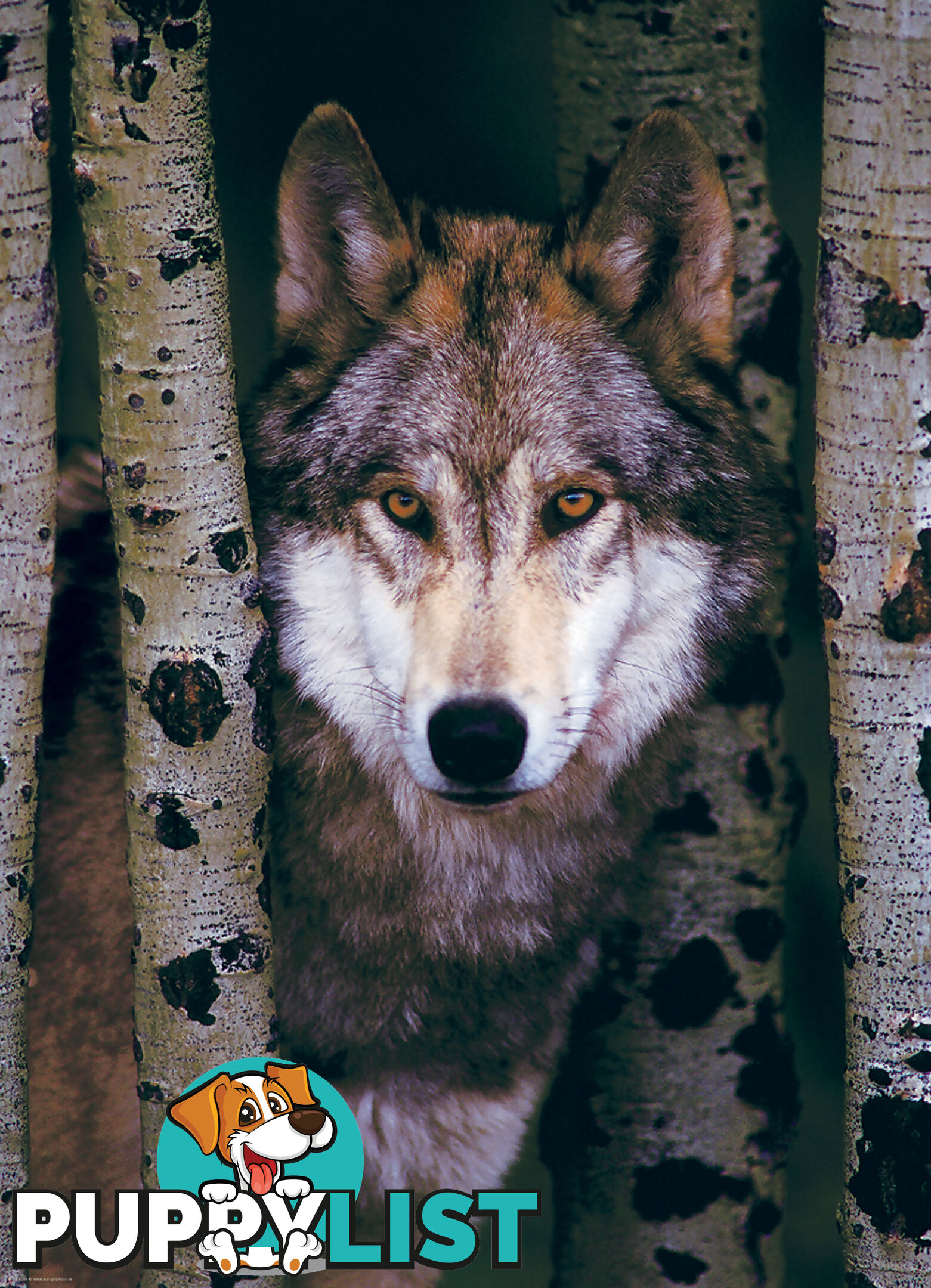 Eurographics - Gray Wolf - Jigsaw Puzzle 1000 Pieces Jdeur61244 - 628136612449