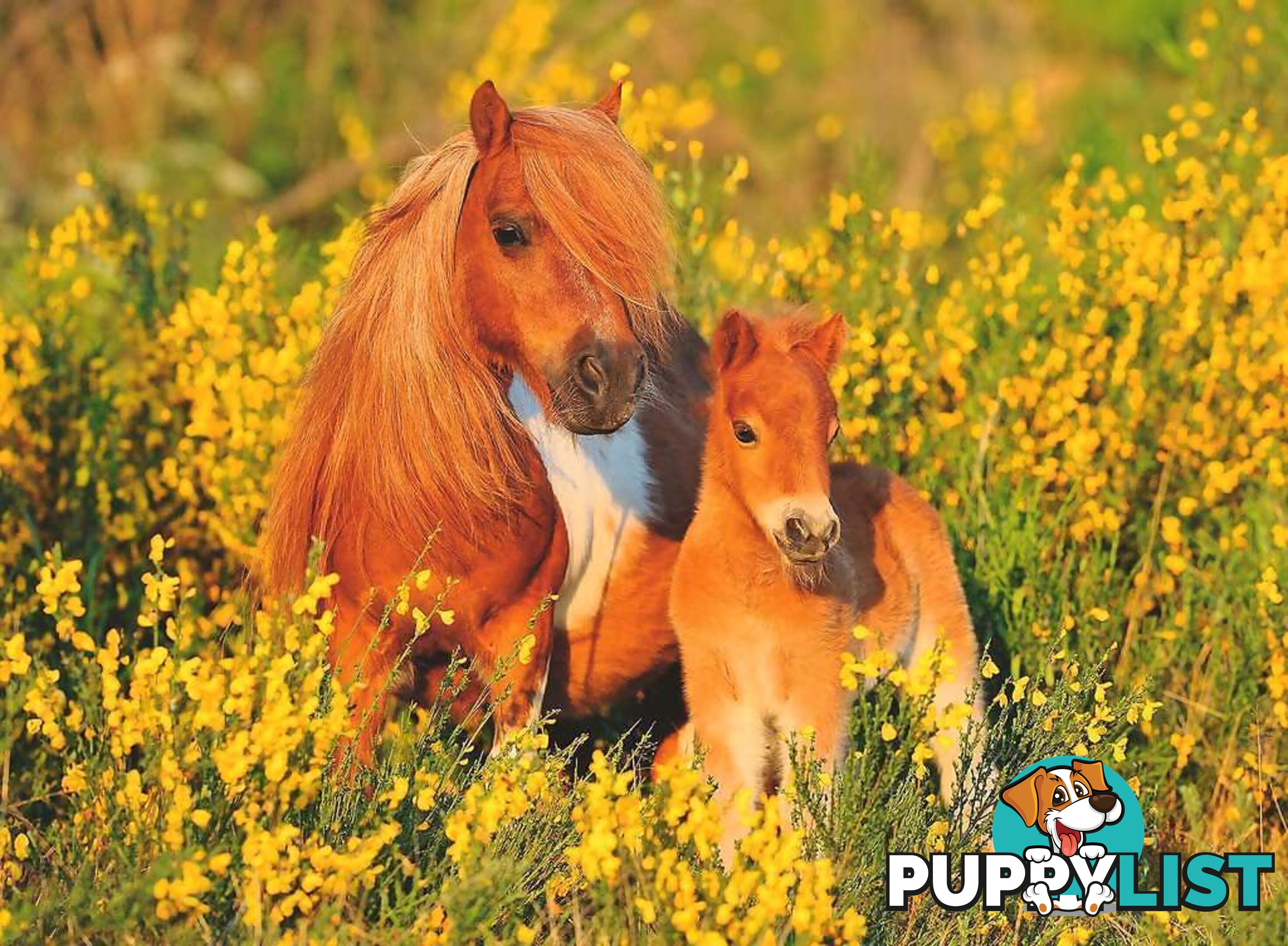 Ravensburger - Shetland Ponies Jigsaw Puzzle 100pc - Mdrb13283 - 4005556132836