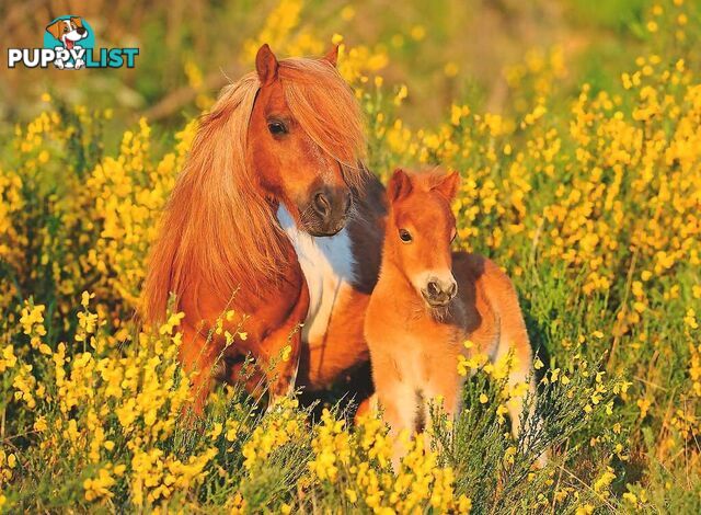 Ravensburger - Shetland Ponies Jigsaw Puzzle 100pc - Mdrb13283 - 4005556132836