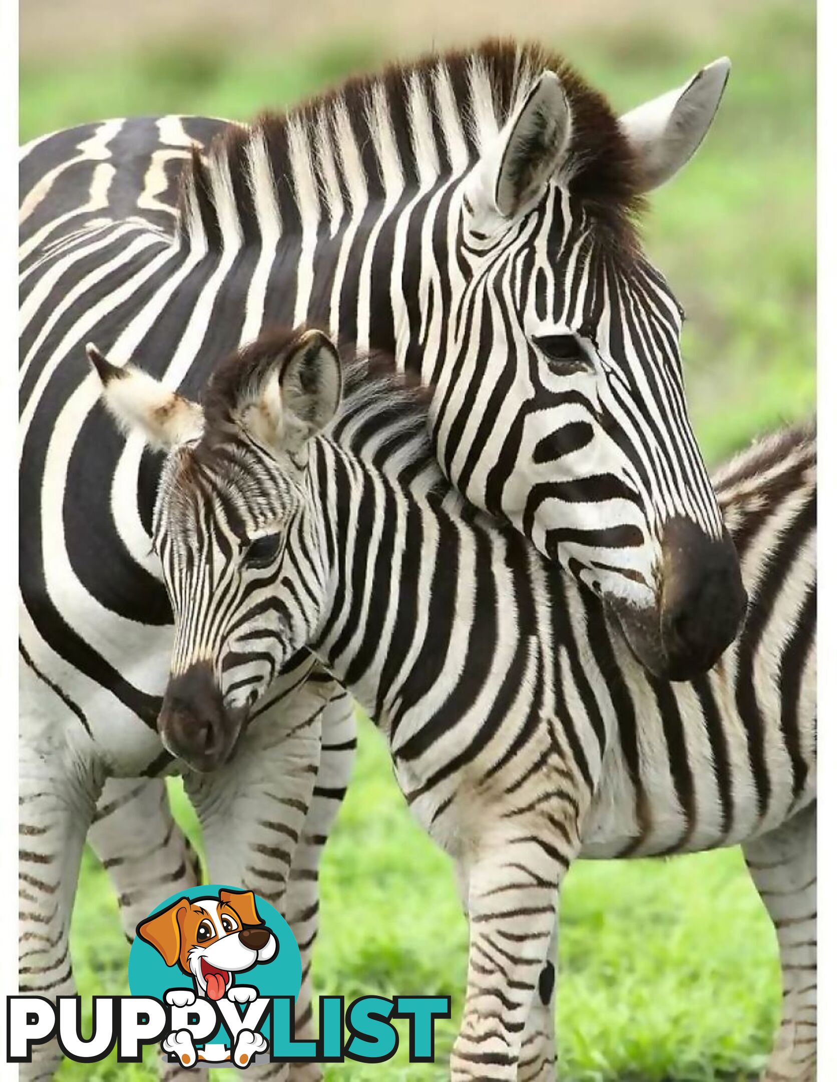 Ravensburger - Zebra Love Jigsaw Puzzle 300pc - Mdrb12948 - 4005556129485