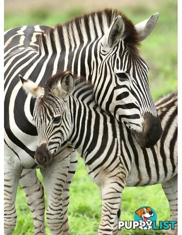 Ravensburger - Zebra Love Jigsaw Puzzle 300pc - Mdrb12948 - 4005556129485