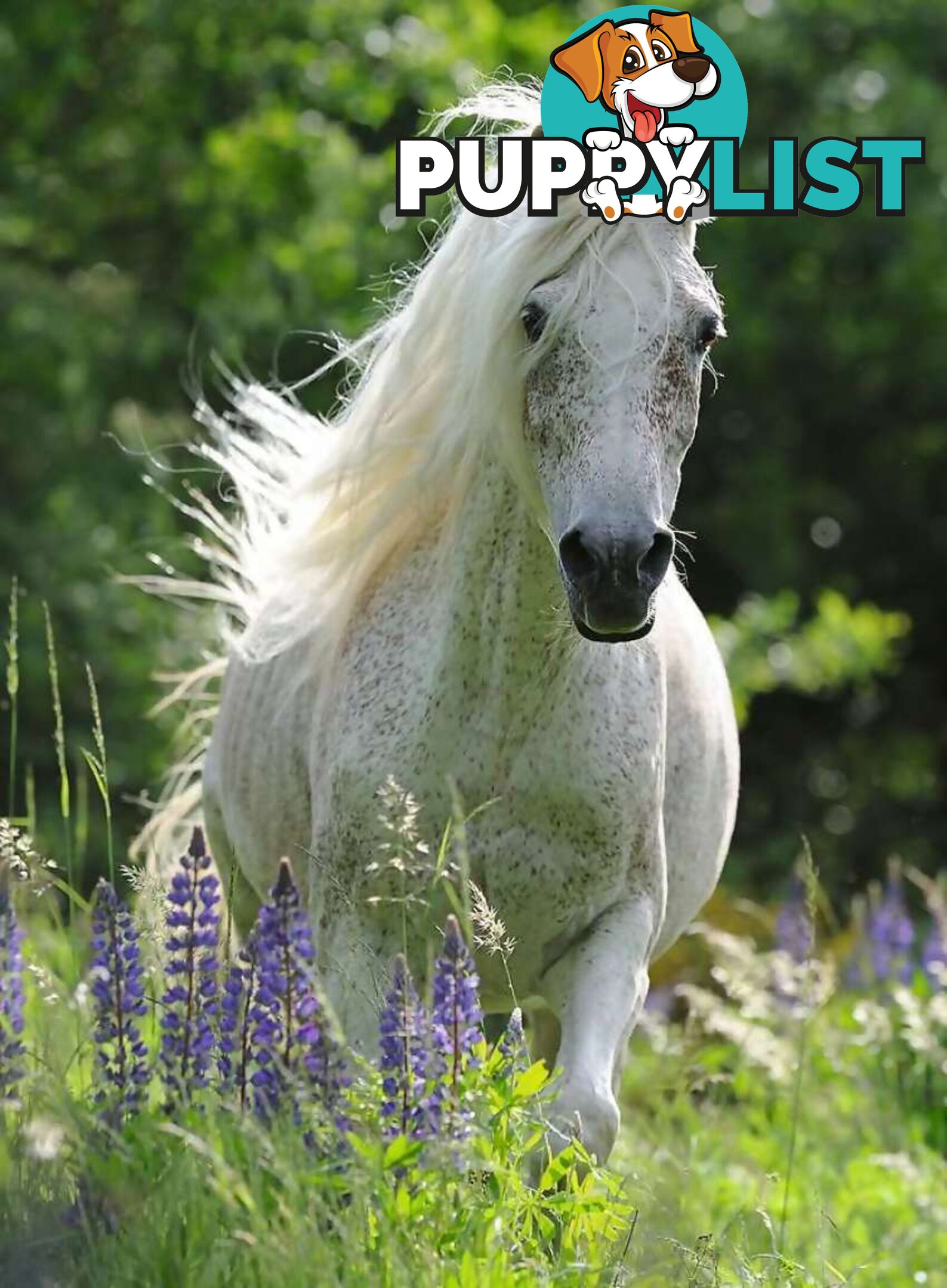 Ravensburger - White Mare Horse In Field Of Flowers Jigsaw Puzzle 100pc - Mdrb12927 - 4005556129270