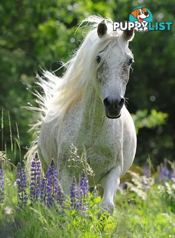 Ravensburger - White Mare Horse In Field Of Flowers Jigsaw Puzzle 100pc - Mdrb12927 - 4005556129270