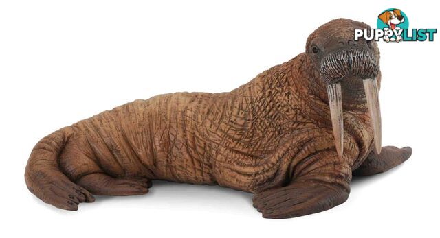 CollectA Walrus Large Ocean Animal Figurine - Rpco88569 - 4892900885698