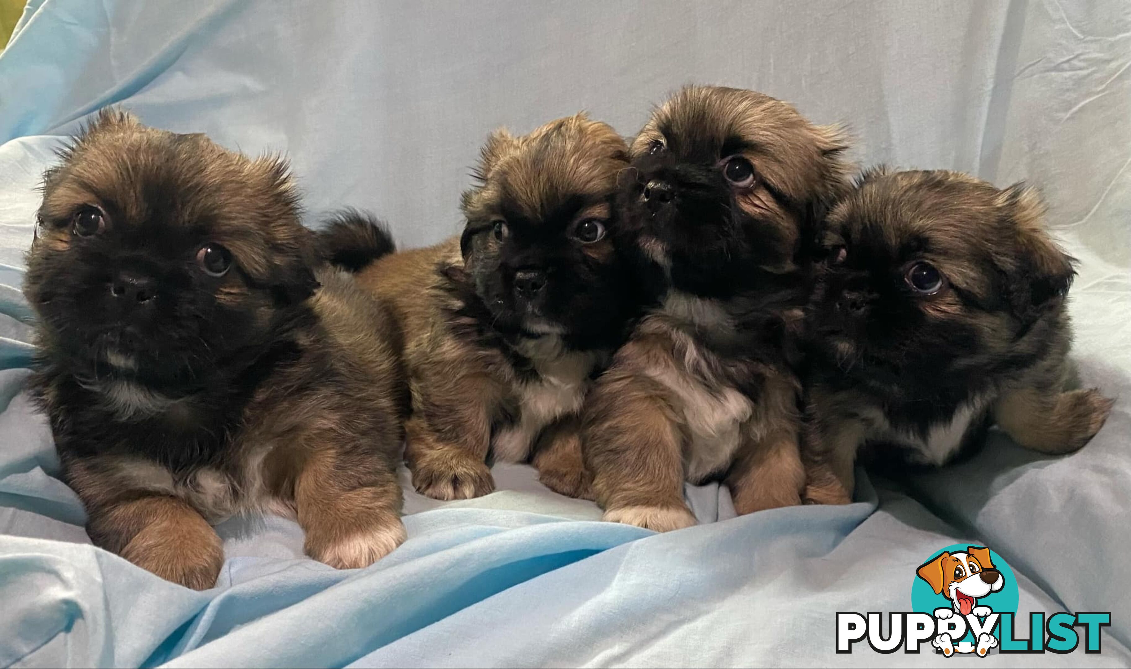 Tibetan Spaniel Puppies For Sale