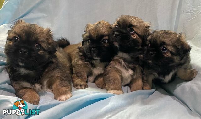 Tibetan Spaniel Puppies For Sale