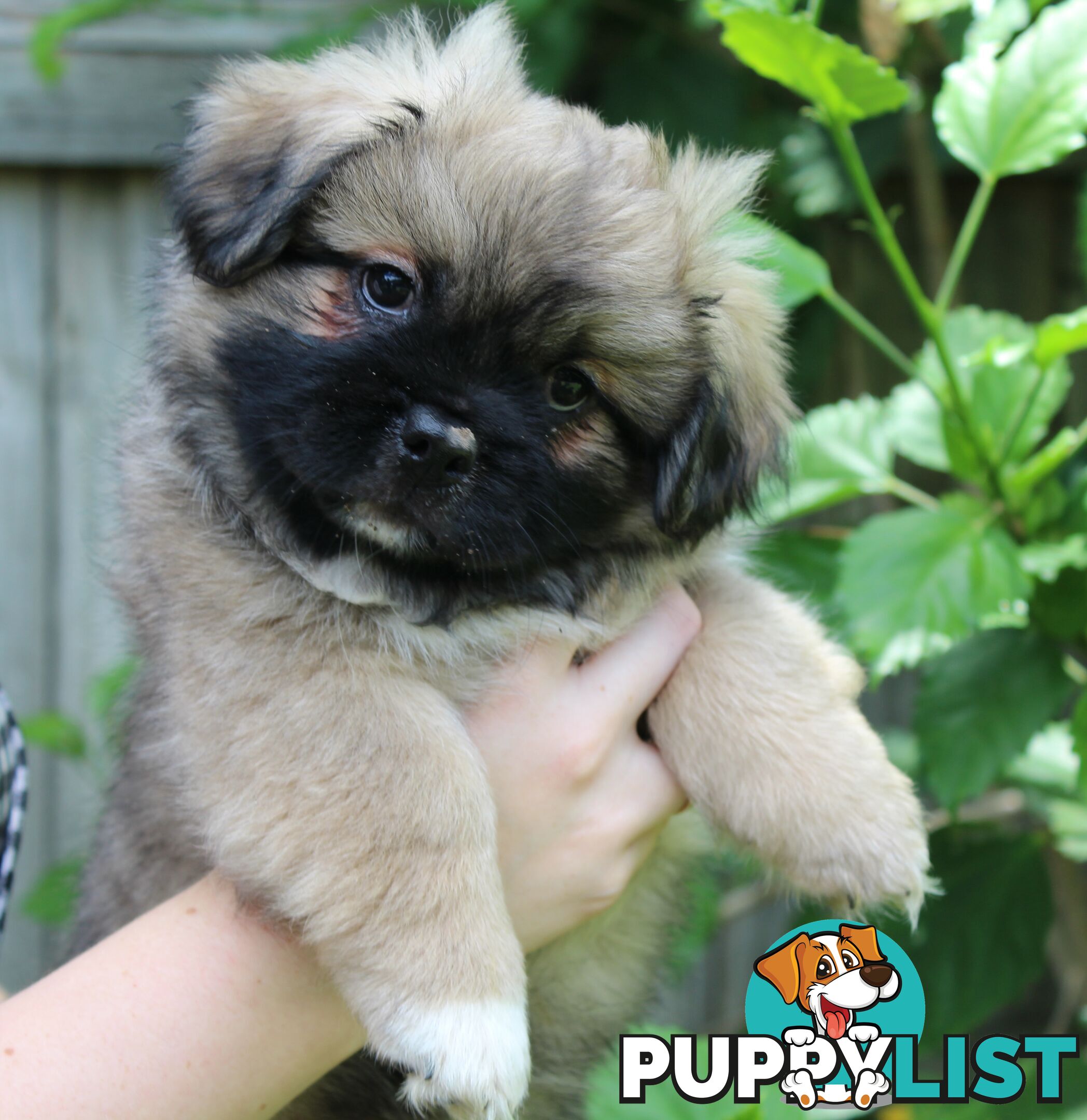 Tibetan Spaniel Puppies For Sale