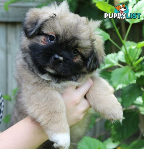 Tibetan Spaniel Puppies For Sale