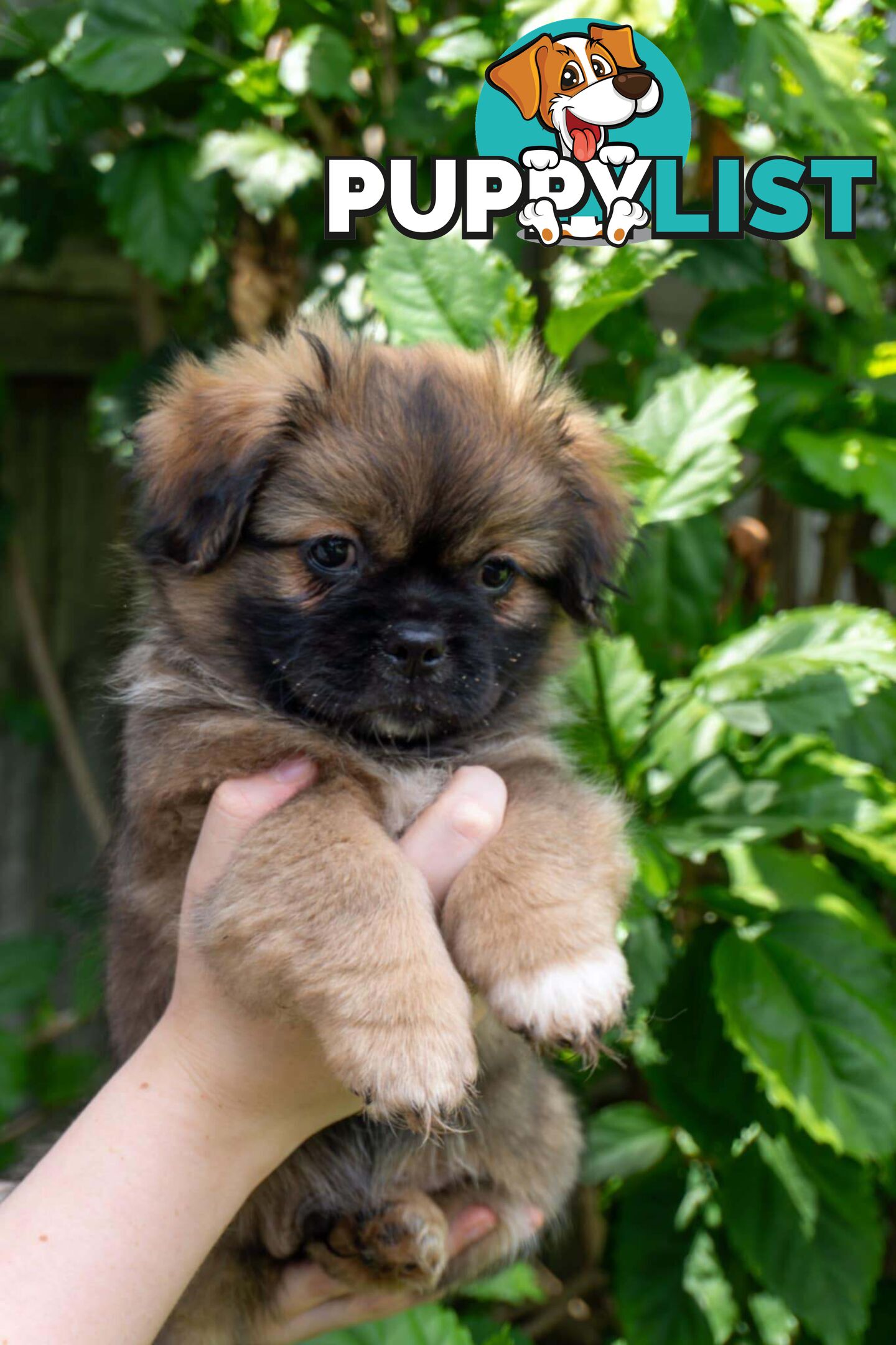 Tibetan Spaniel Puppies For Sale